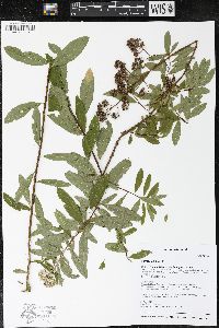 Spiraea alba image