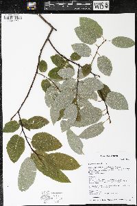 Salix pyrifolia image