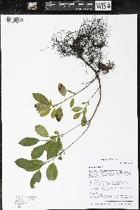 Rhamnus cathartica image