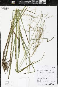 Glyceria canadensis image