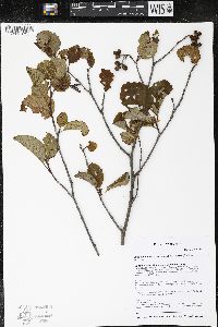 Alnus incana subsp. rugosa image