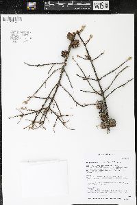 Picea mariana image