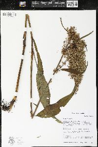 Rumex hydrolapathum image