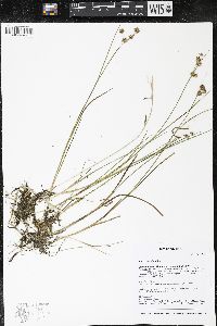 Juncus nodosus image