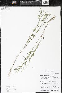 Epilobium leptophyllum image