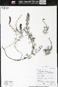 Myriophyllum sibiricum image