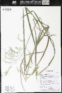 Glyceria canadensis image