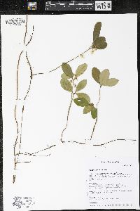 Gaultheria procumbens image