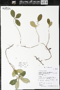 Gaultheria procumbens image