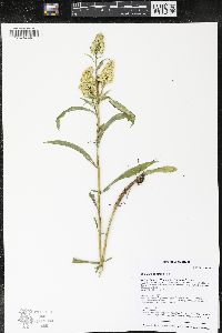 Solidago speciosa image