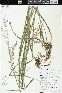 Glyceria canadensis image