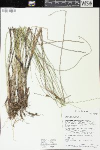 Carex oligosperma image