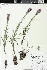 Liatris pycnostachya image