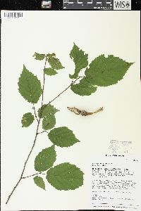 Corylus cornuta image