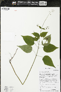 Circaea canadensis image