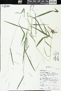 Leersia virginica image