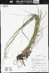 Carex projecta image