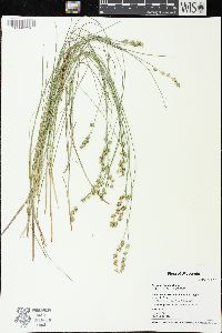 Carex echinata image