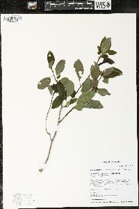 Ilex mucronata image