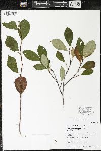 Aronia melanocarpa image