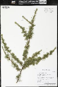 Larix laricina image