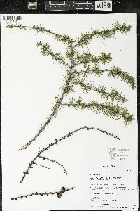 Larix laricina image