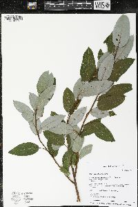 Salix pyrifolia image