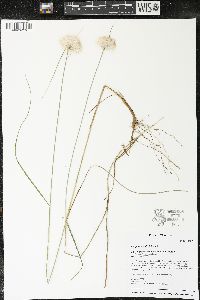 Eriophorum virginicum image