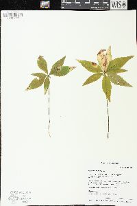 Trientalis borealis image