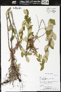 Spiraea tomentosa image