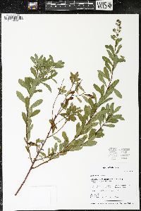 Spiraea alba image