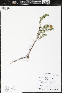 Vaccinium macrocarpon image