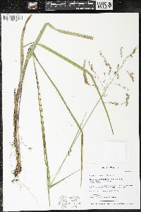 Glyceria canadensis image