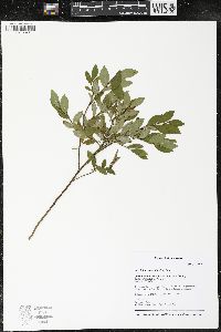 Vaccinium angustifolium image