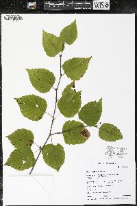 Betula papyrifera image