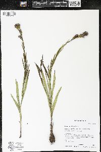 Liatris cylindracea image