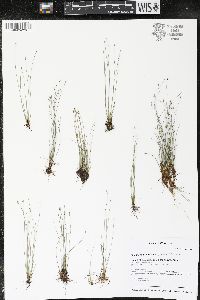 Eleocharis quinqueflora image