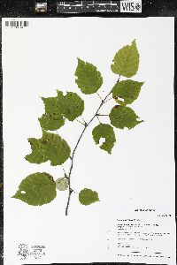 Betula papyrifera image