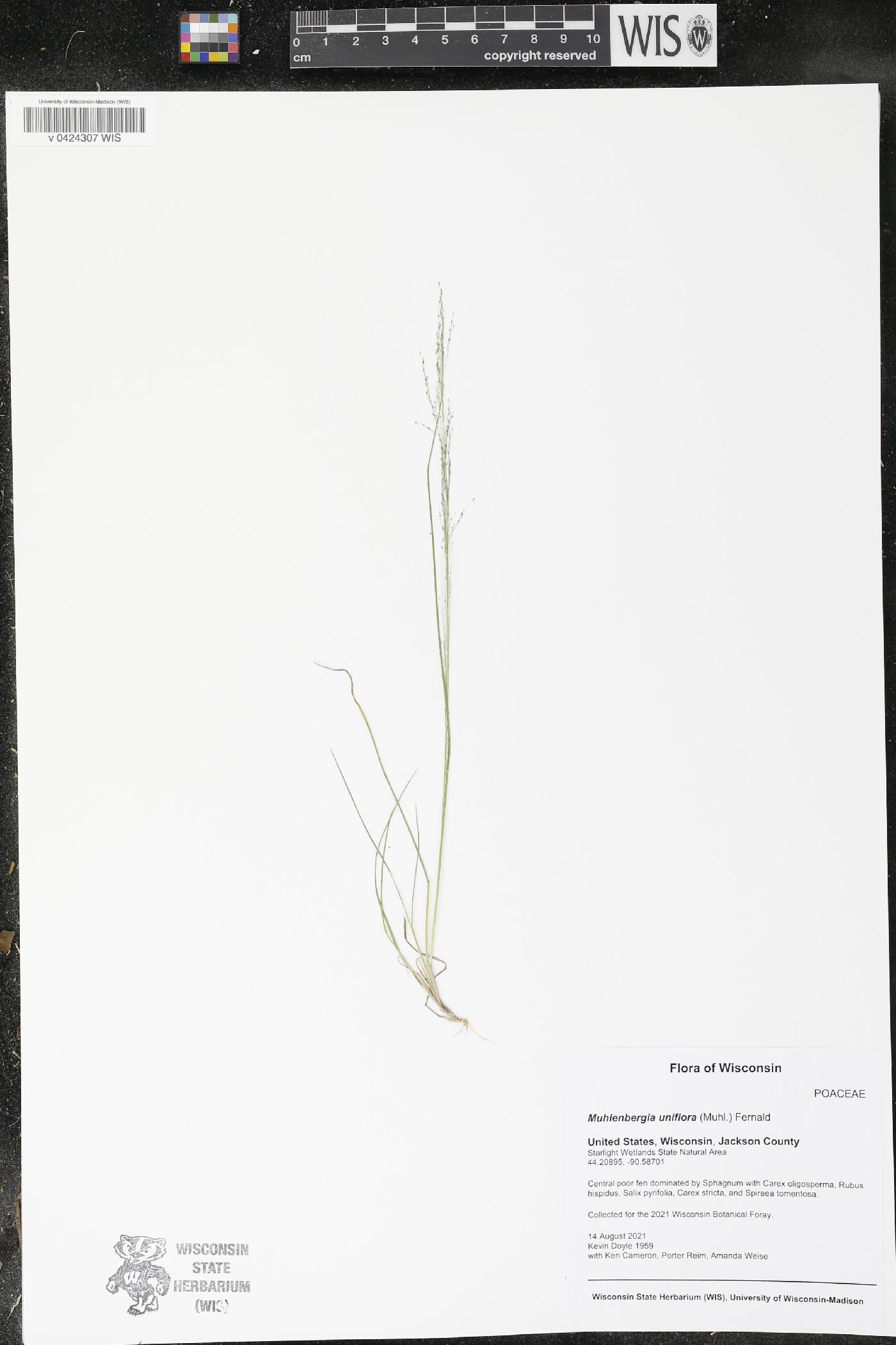 Muhlenbergia uniflora image