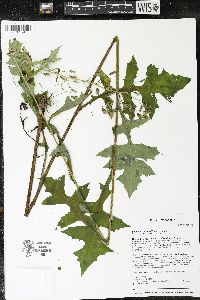 Lactuca biennis image